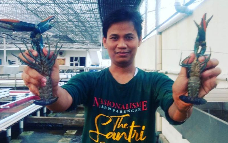 Dua lobster dipegang oleh seorang pria, mencerminkan keberhasilan dalam menangkap makanan laut yang lezat